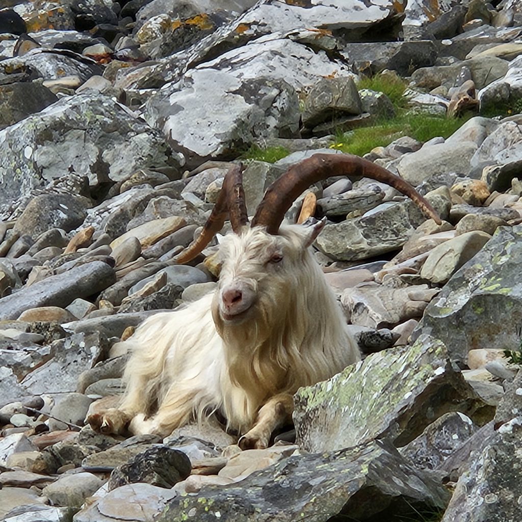 Labasa Goat Day Visitor Excursion to Holy Isle - Lamlash Cruises